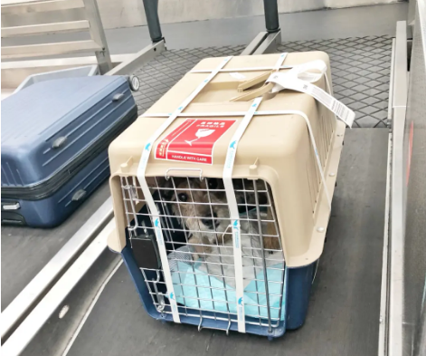 厦门宠物托运 宠物托运公司 机场宠物托运 宠物空运